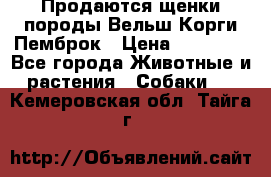 Продаются щенки породы Вельш Корги Пемброк › Цена ­ 40 000 - Все города Животные и растения » Собаки   . Кемеровская обл.,Тайга г.